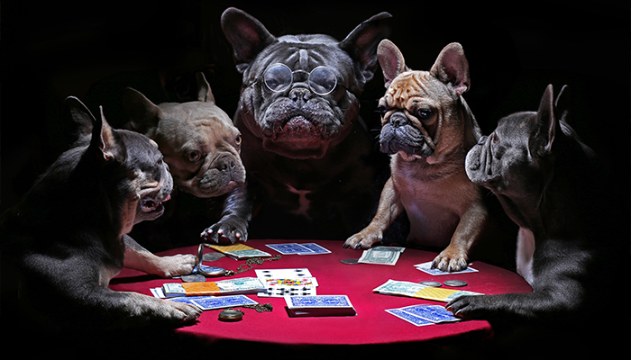 Dogs Playing Poker Painting by Cassius Marcellus Coolidge