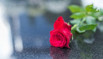 Red Rose on a Marbel Surface