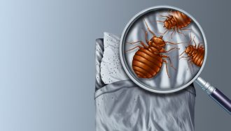 Bed Bugs Crawling on Sheets